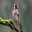 Programikonen: goldfinch