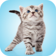 Programikonen: Kitten Sounds