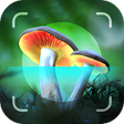 Ikon program: Mushroom Identifier - Pic…