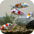 Icon of program: Koi Fish Tank Video Wallp…