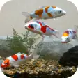 Koi Fish Tank Video Wallpaper