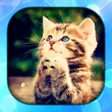 Cat Wallpaper Live HD3D4K