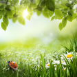 程序图标：Green Spring Live Wallpap…