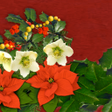 Programikonen: Holiday Theme Christmas T…
