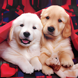 程序图标：Puppies Live Wallpaper