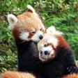 Symbol des Programms: Red Panda Wallpaper