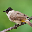 Icoon van programma: Sooty-headed bulbul sound…