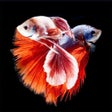 Icon of program: Betta Fish Wallpapers HD