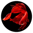 程序图标：Betta Fish Wallpapers HD