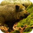 Icoon van programma: Wild Boar Sounds