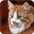 Programikonen: Cute Cats wallpapers
