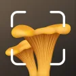 Mushroom Identification ID