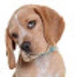Icoon van programma: random dog
