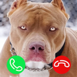 Programikonen: Pitbull Fake Video Call G…