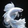 Icoon van programma: Betta Fish Wallpapers 4K