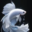 أيقونة البرنامج: Betta Fish Wallpapers 4K