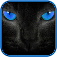 Programikonen: Cat Sounds and Wallpapers