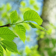 Ícone do programa: Spring Live Wallpaper Lit…