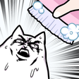 Ikon program: Cat No Wash!