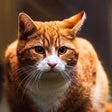 Symbol des Programms: Cat Wallpapers