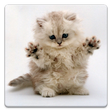 Programikonen: Cat Wallpapers!