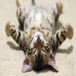 Icon of program: Cat Wallpapers
