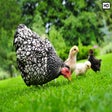 Icon of program: My Farm Animals HD Wallpa…