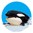 程序图标：Killer Whale 3D