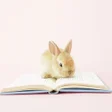 أيقونة البرنامج: Bunny Wallpapers
