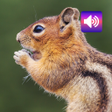 أيقونة البرنامج: Chipmunk Sounds
