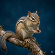 Icon of program: Chipmunk Sounds