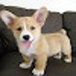 プログラムのアイコン：CORGIVILLE