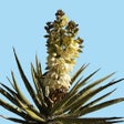 Ikon program: New Mexico Wildflowers