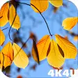 4K Yellow Leaves Autumn Video Live Wallpaper