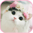 プログラムのアイコン：cat Wallpapers - cute kit…
