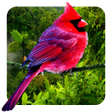 プログラムのアイコン：3D birds parallax live wa…