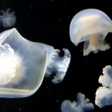 Programikonen: jellyfish live wallpaper