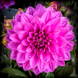 Programikonen: Dahlia Flower HD Wallpape…