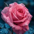 Programikon: Flower Wallpaper 4K