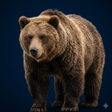 程序图标：Bear sounds