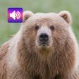 程序图标：Bear sounds