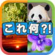 程序图标：写真から連想クイズこれ何