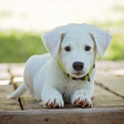 Programikonen: Dog Wallpaper