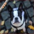 Icon of program: Frenchies HD Wallpapers N…