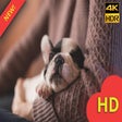 Programikonen: Cute Puppies Wallpaper & …