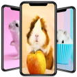 Programikon: Cute Hamster Wallpapers
