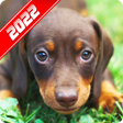 プログラムのアイコン：Dachshund Wallpaper