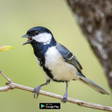 Ikona programu: suara pikat burung gelati…