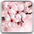 Cherry Blossom Live Wallpaper