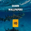 프로그램 아이콘: shark Wallpaper HD New Ta…